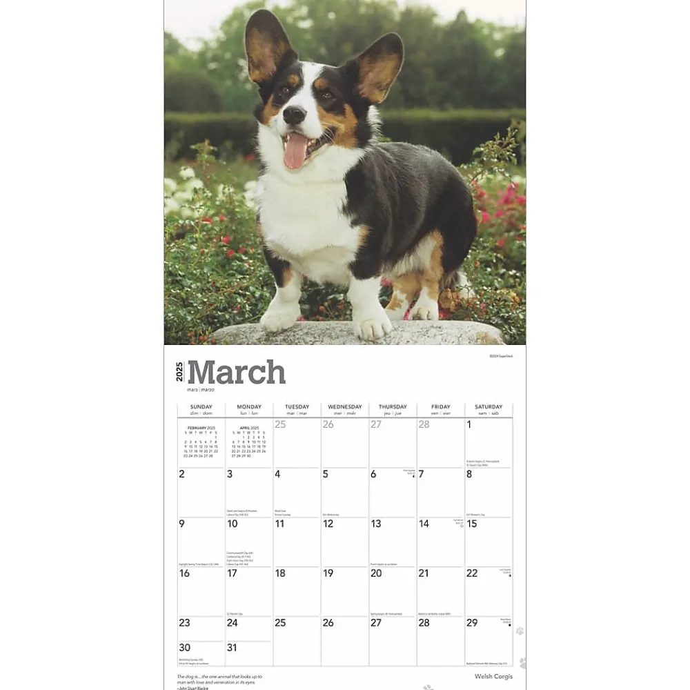 2025 Calendars|BrownTrout 2025 Welsh Corgis 12" x 12" Monthly Wall Calendar (9781975477950)