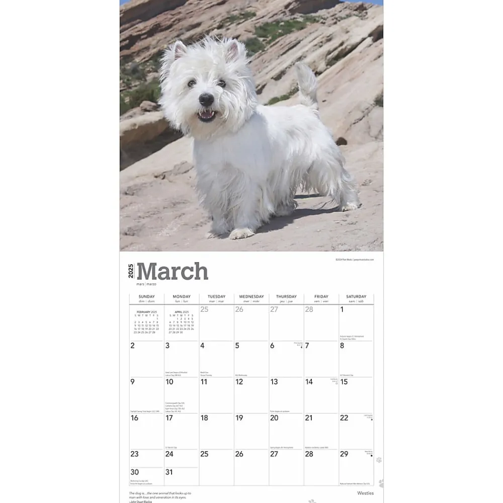 2025 Calendars|BrownTrout 2025 West Highland White Terriers 12" x 12" Monthly Wall Calendar (9781975477974)