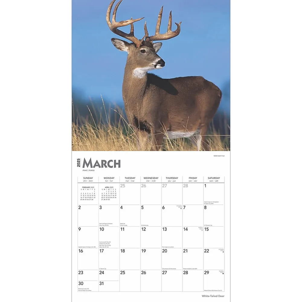 2025 Calendars|BrownTrout 2025 White Tailed Deer 12" x 12" Monthly Wall Calendar (9781975477998)