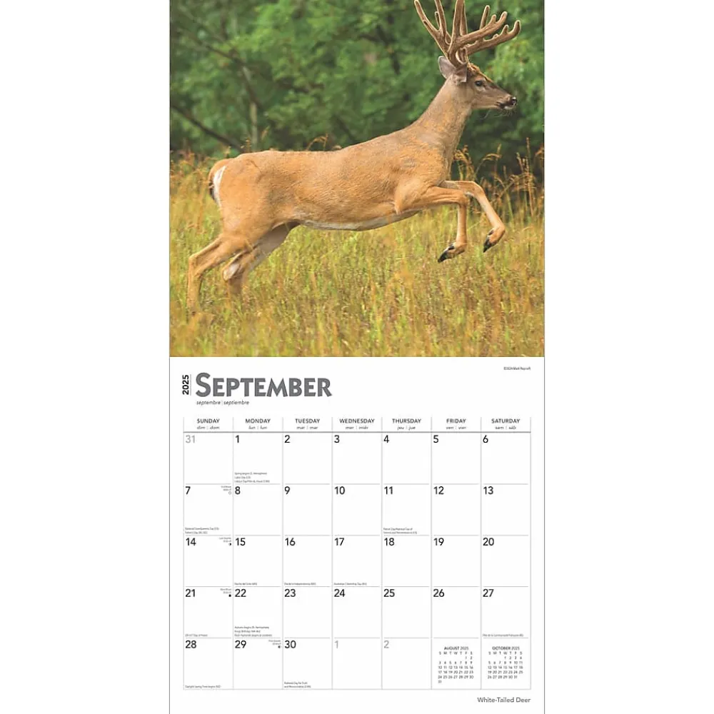 2025 Calendars|BrownTrout 2025 White Tailed Deer 12" x 12" Monthly Wall Calendar (9781975477998)