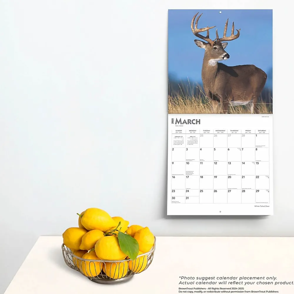 2025 Calendars|BrownTrout 2025 White Tailed Deer 12" x 12" Monthly Wall Calendar (9781975477998)