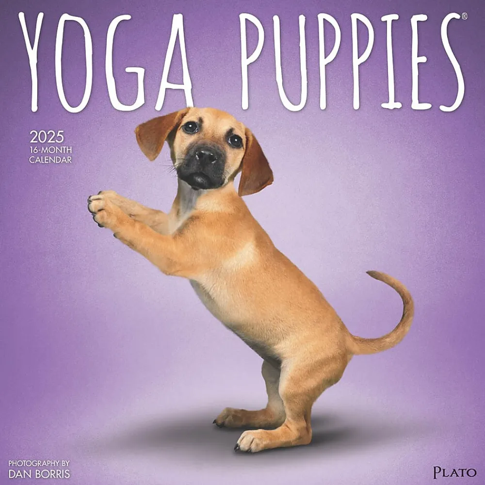 2025 Calendars|Plato 2025 Yoga Puppies 12" x 12" Monthly Wall Calendar (9781975480141)