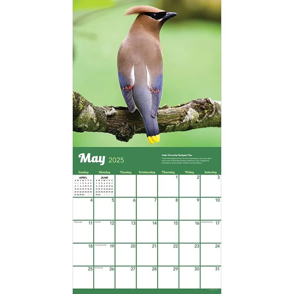 2025 Calendars|TF Publishing 2025 Backyard Birds 12" x 12" Monthly Wall Calendar (25-1033)