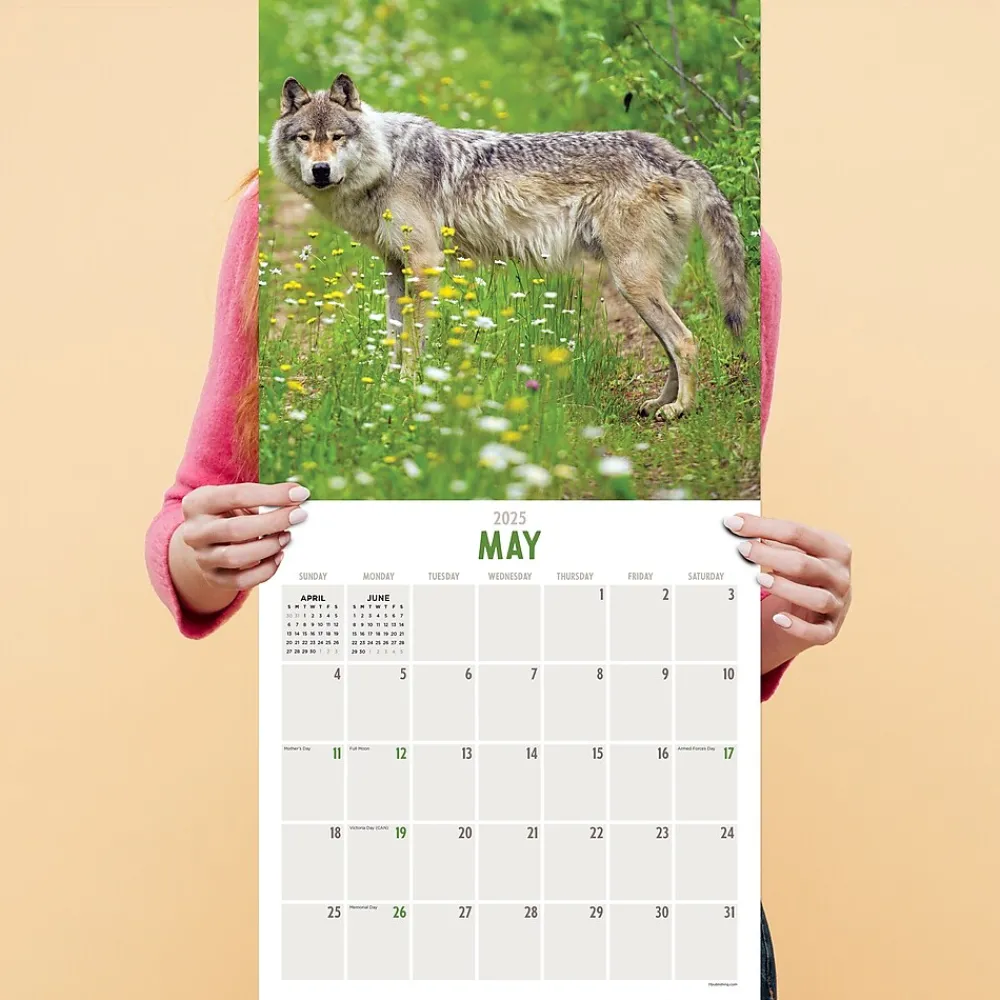 2025 Calendars|TF Publishing 2025 Wolves 12" x 12" Monthly Wall Calendar (25-1035)