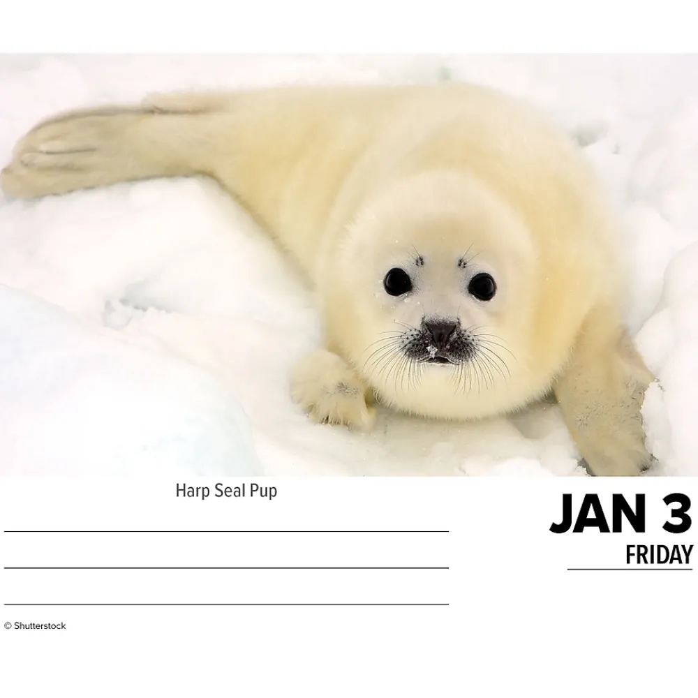 2025 Calendars|Willow Creek 2025 Baby Animals 6.2" x 5.4" Daily Desk Calendar (40607)