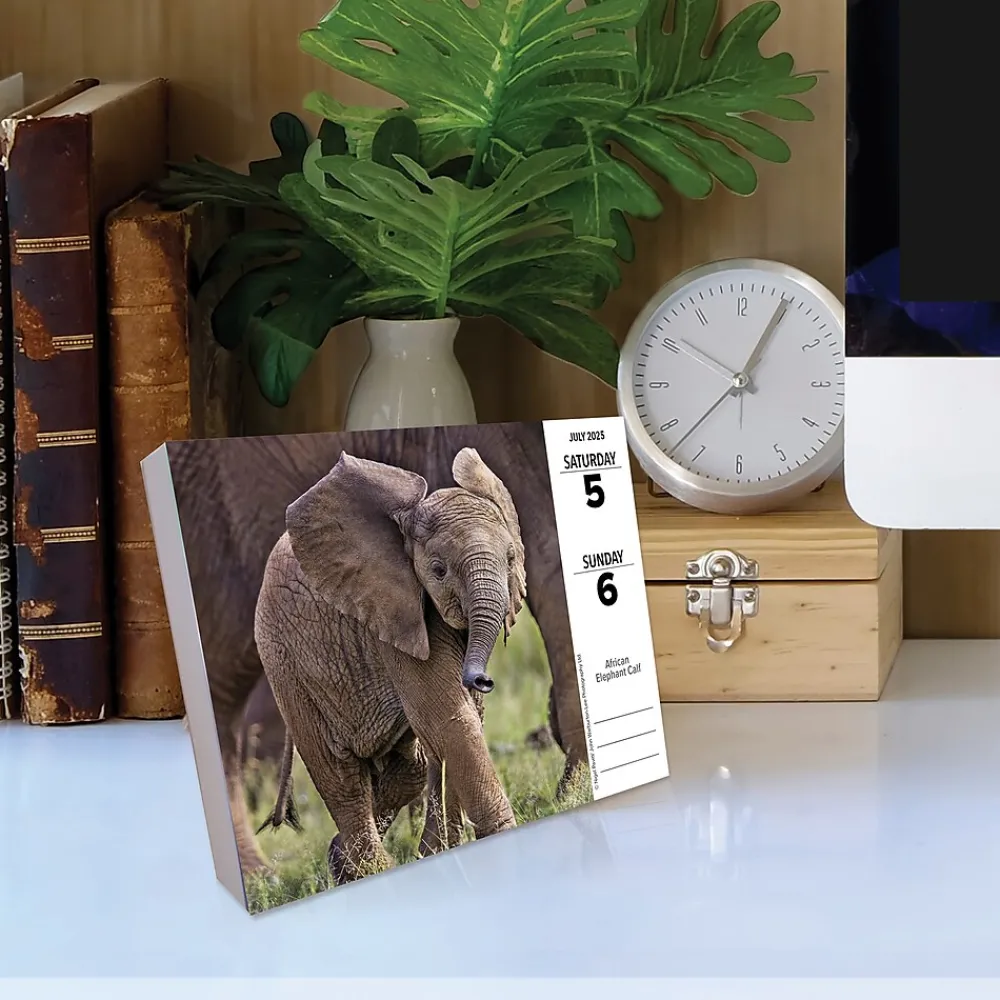 2025 Calendars|Willow Creek 2025 Baby Animals 6.2" x 5.4" Daily Desk Calendar (40607)