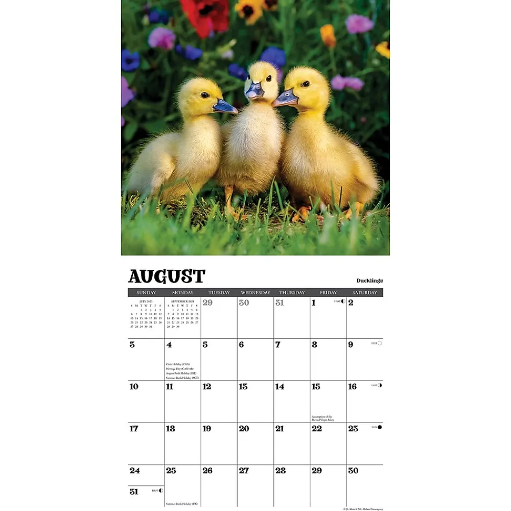 2025 Calendars|Willow Creek 2025 Baby Animals 12" x 12" Monthly Wall Calendar (41529)
