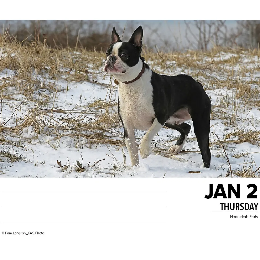 2025 Calendars|Willow Creek 2025 Boston Terriers 6" x 5.5" Day-to-Day Calendar (40683)