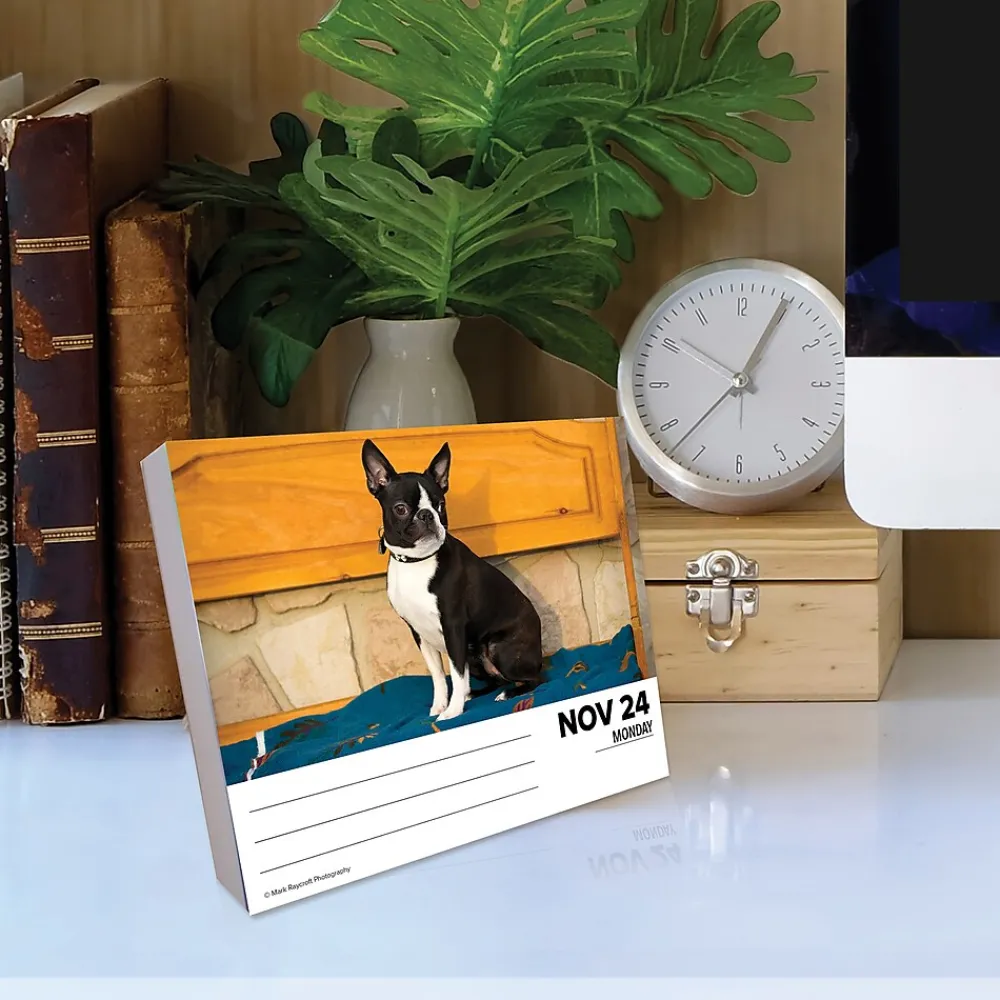 2025 Calendars|Willow Creek 2025 Boston Terriers 6" x 5.5" Day-to-Day Calendar (40683)