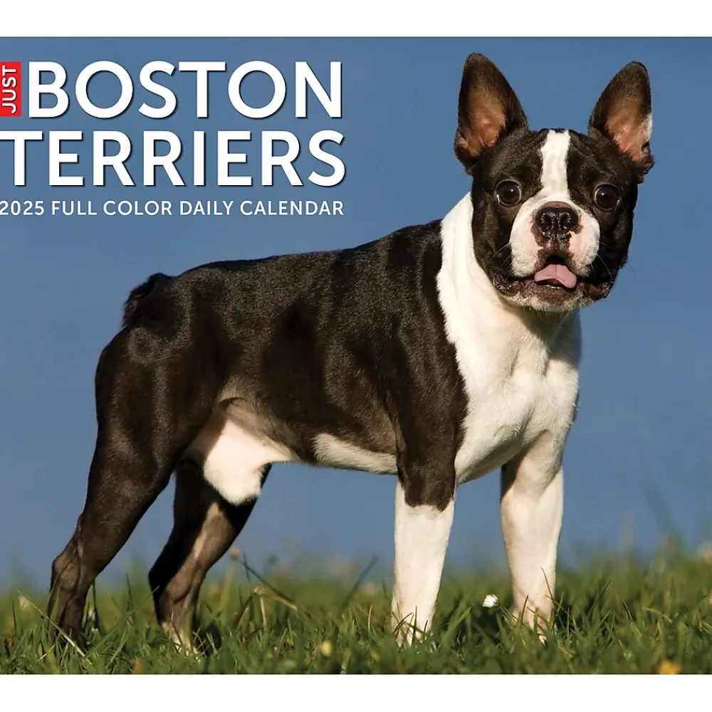 2025 Calendars|Willow Creek 2025 Boston Terriers 6" x 5.5" Day-to-Day Calendar (40683)