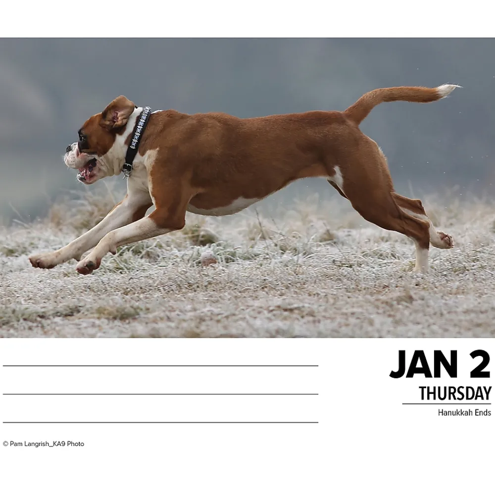 2025 Calendars|Willow Creek 2025 Boxers 6" x 5.5" Day-to-Day Calendar (40690)