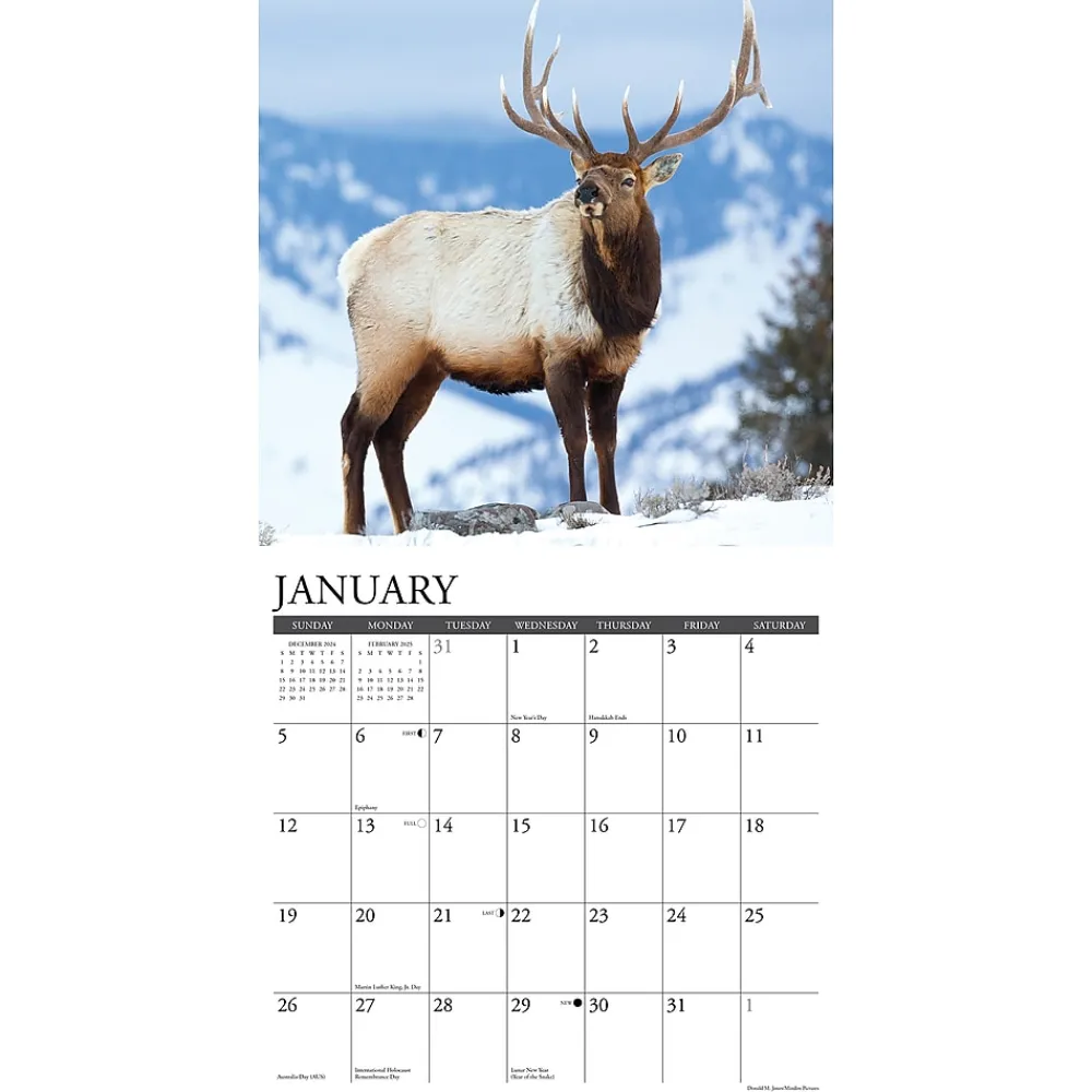 2025 Calendars|Willow Creek 2025 Bull Elk 12" x 12" Monthly Wall Calendar, Multicolor (42007)