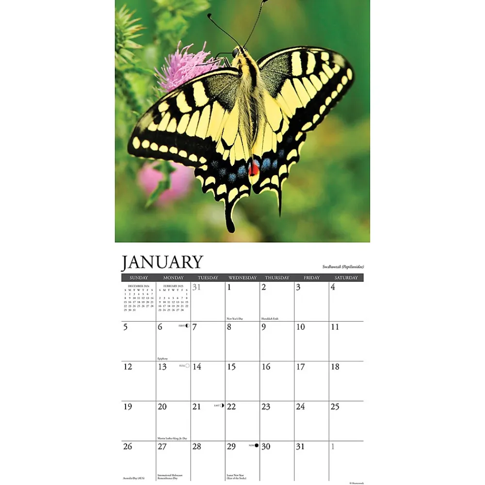 2025 Calendars|Willow Creek 2025 Butterflies 12" x 12" Monthly Wall Calendar (42052)