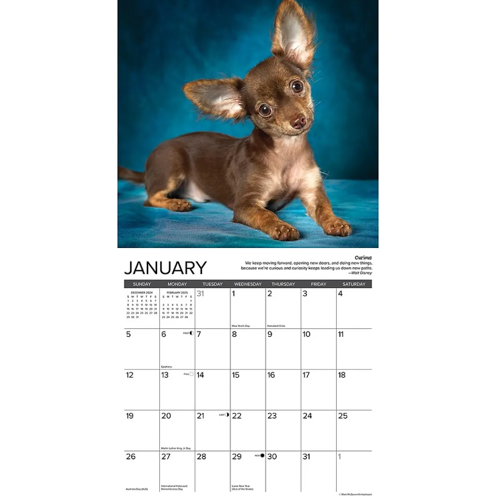 2025 Calendars|Willow Creek 2025 Chihuahua Rules 12" x 12" Monthly Wall Calendar (42311)