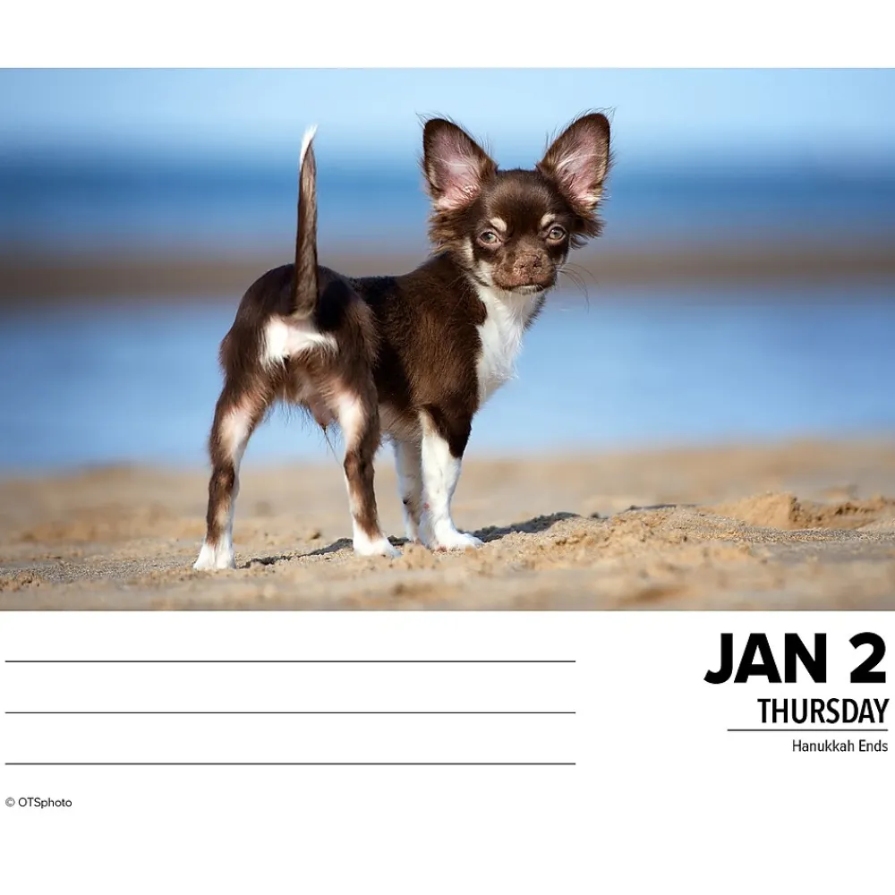 2025 Calendars|Willow Creek 2025 Chihuahuas 6" x 5.5" Day-to-Day Calendar, Multicolor (40737)
