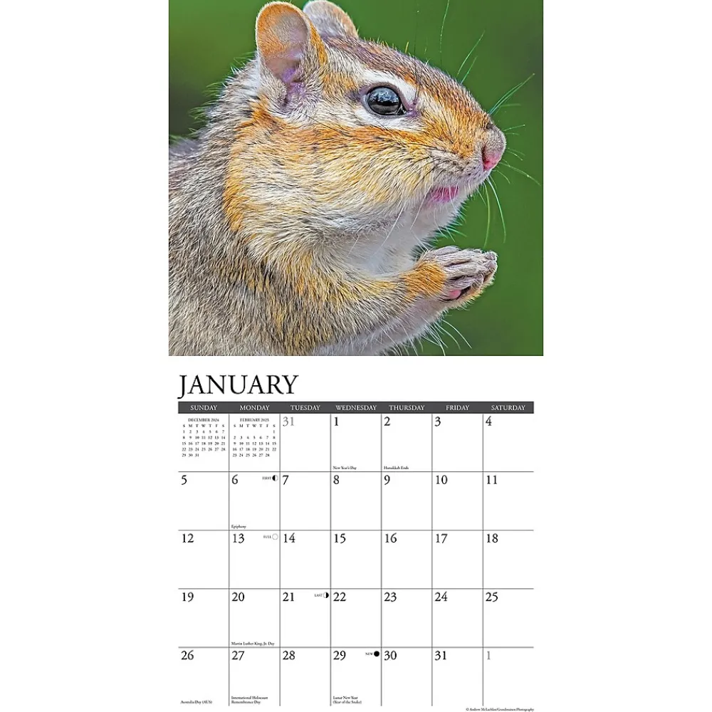2025 Calendars|Willow Creek 2025 Chipmunks (Gone Nuts!) 12" x 12" Monthly Wall Calendar (42335)