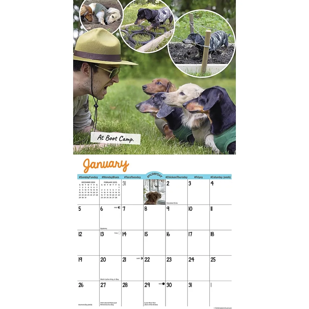 2025 Calendars|Willow Creek 2025 Crusoe the Celebrity Dachshund 12" x 12" Monthly Wall Calendar (42632)