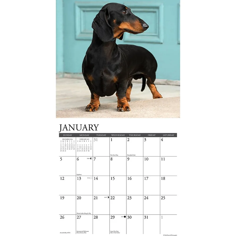 2025 Calendars|Willow Creek 2025 Dachshunds 12" x 12" Monthly Wall Calendar (42663)
