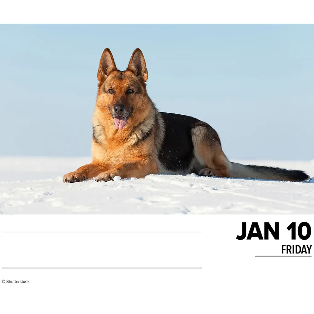 2025 Calendars|Willow Creek 2025 German Shepherds 6" x 5.5" Day-to-Day Calendar, Multicolor (40843)