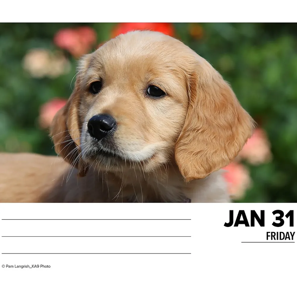 2025 Calendars|Willow Creek 2025 Goldens 6" x 5.5" Day-to-Day Calendar (40867)