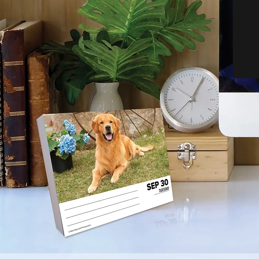 2025 Calendars|Willow Creek 2025 Goldens 6" x 5.5" Day-to-Day Calendar (40867)