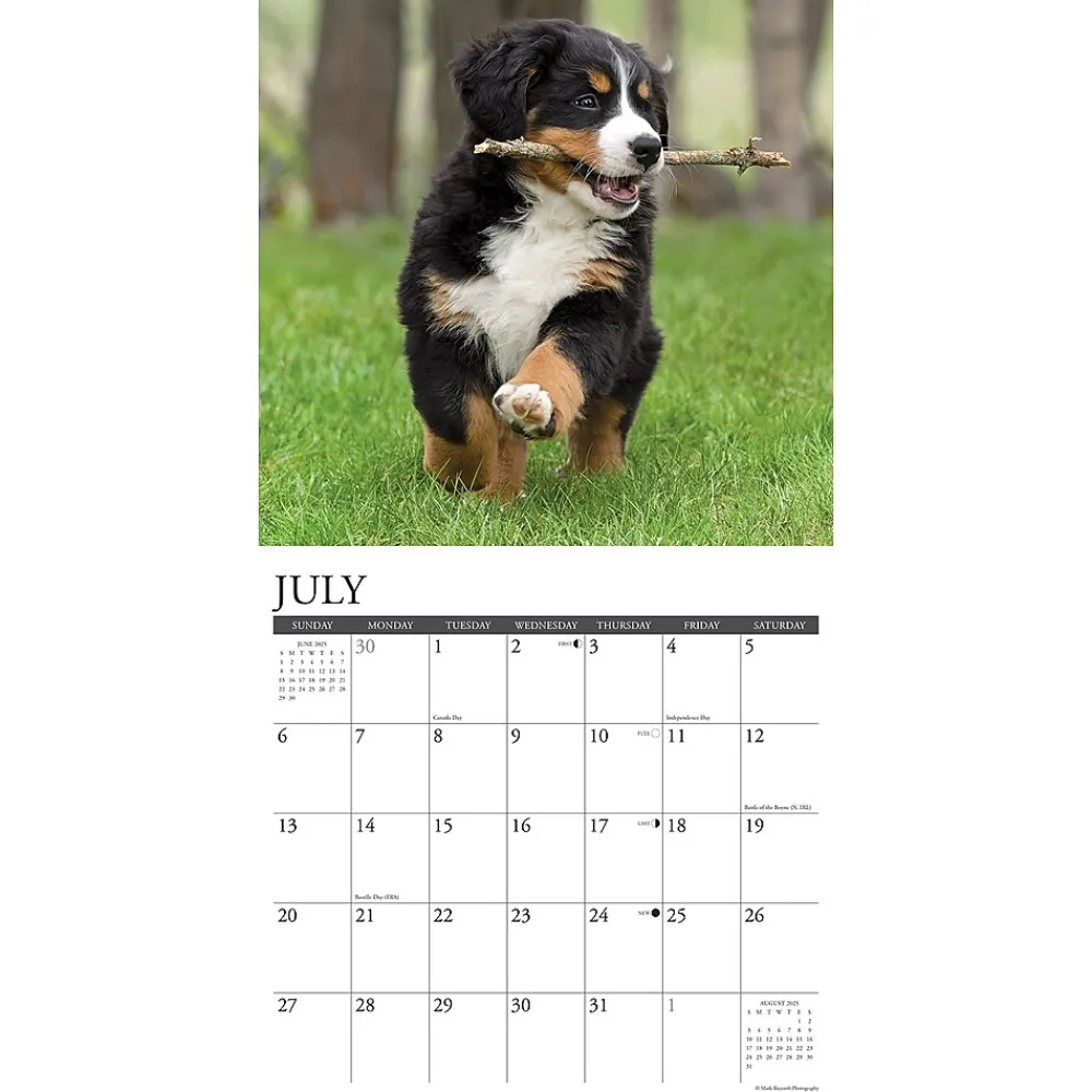 2025 Calendars|Willow Creek 2025 Just Bernese Mountain Puppies 12" x 12" Monthly Wall Calendar (41703)