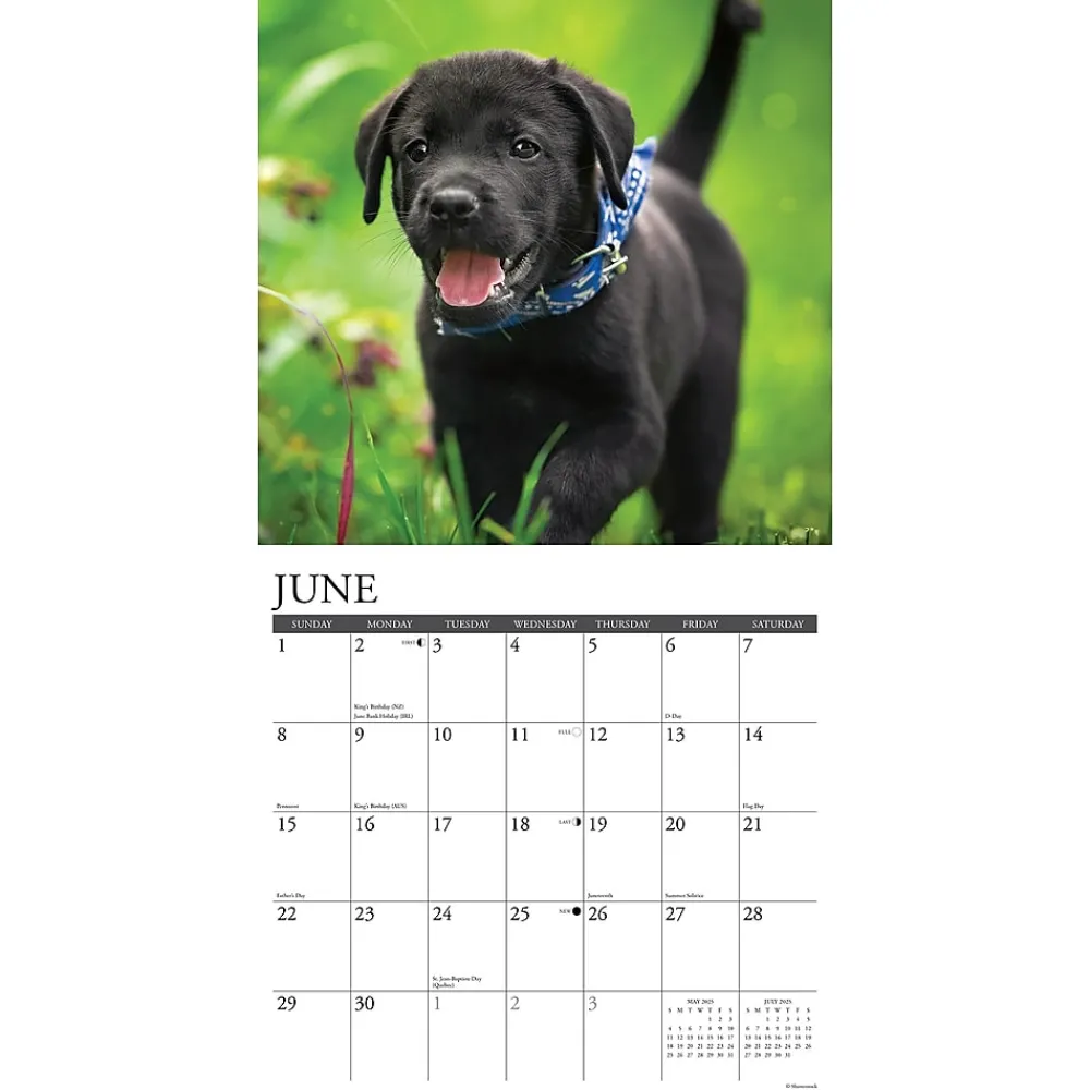 2025 Calendars|Willow Creek 2025 Just Black Lab Puppies 2025 Wall Calendar 12" x 12" (41857)
