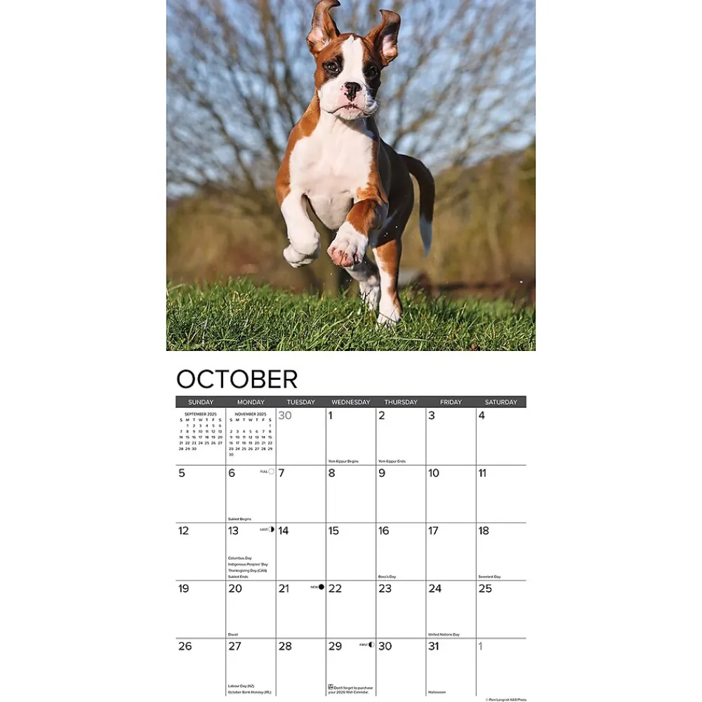 2025 Calendars|Willow Creek 2025 Just Boxer Puppies 12" x 12" Monthly Wall Calendar, Multicolor (41932)