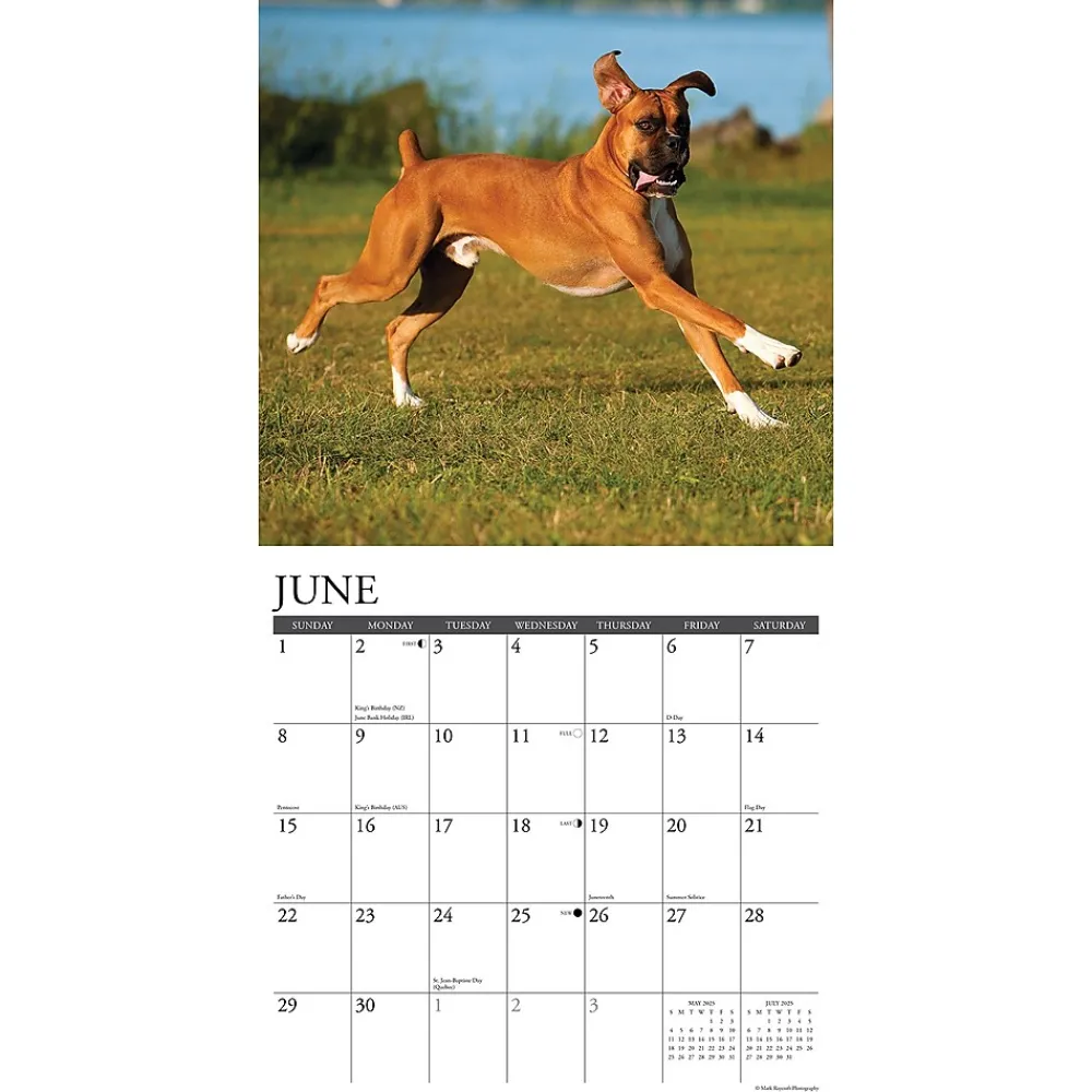 2025 Calendars|Willow Creek 2025 Just Boxers 12" x 12" Monthly Wall Calendar, Multicolor (41949)