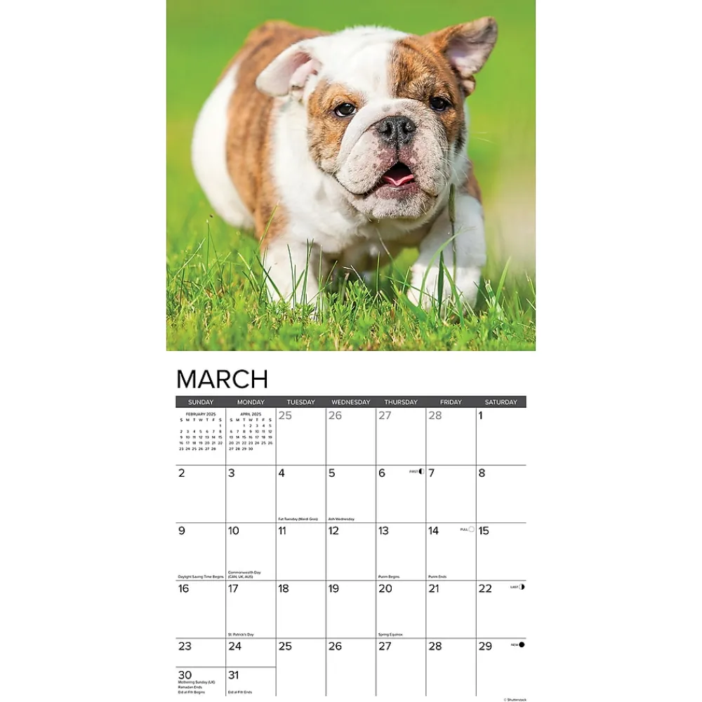 2025 Calendars|Willow Creek 2025 Just Bulldog Puppies 12" x 12" Monthly Wall Calendar, Multicolor (42021)