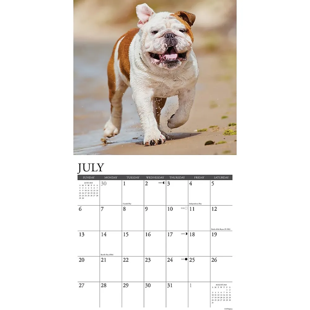 2025 Calendars|Willow Creek 2025 Just Bulldogs 12" x 12" Monthly Wall Calendar (42038)