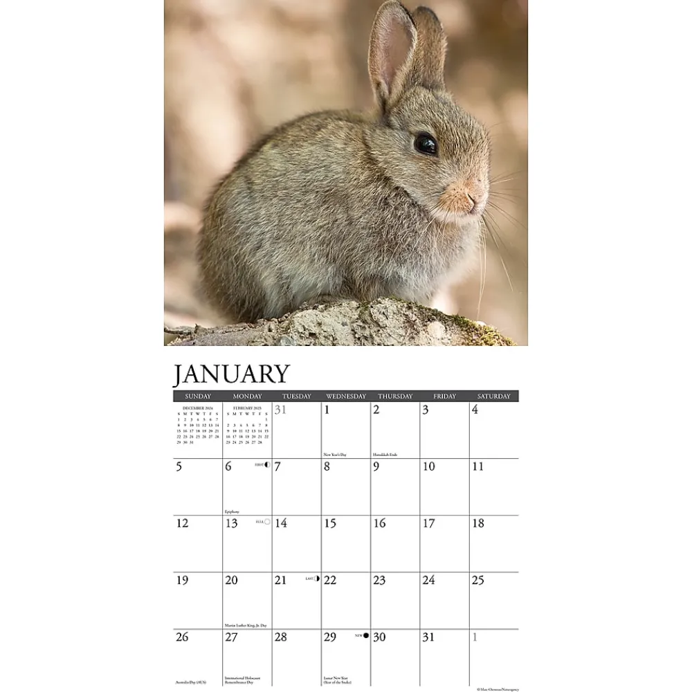 2025 Calendars|Willow Creek 2025 Just Bunnies 12" x 12" Monthly Wall Calendar (42045)