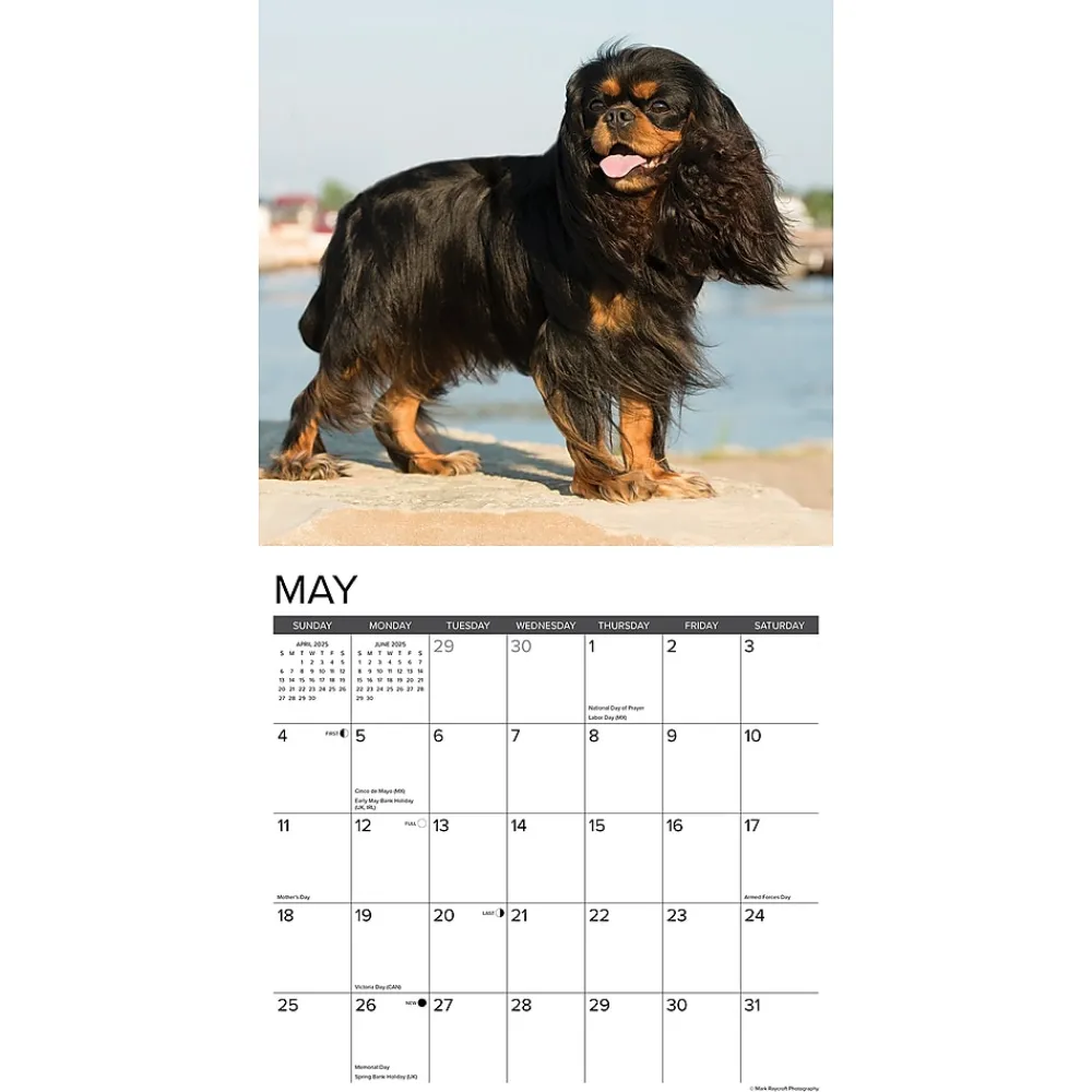 2025 Calendars|Willow Creek 2025 Just Cavalier King Charles Spaniels 12" x 12" Monthly Wall Calendar (42274)