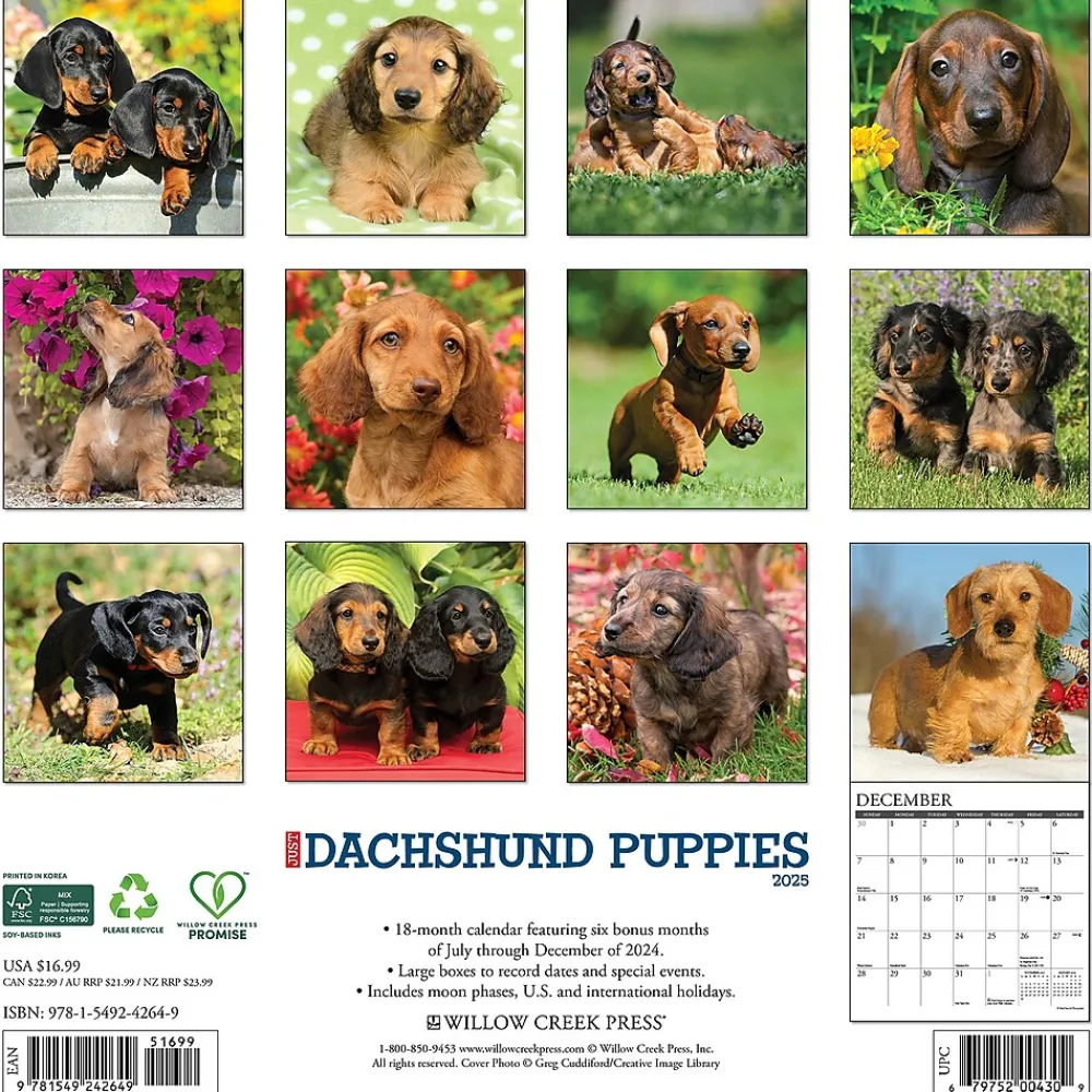 2025 Calendars|Willow Creek 2025 Just Dachshund Puppies 12" x 12" Monthly Wall Calendar (42649)