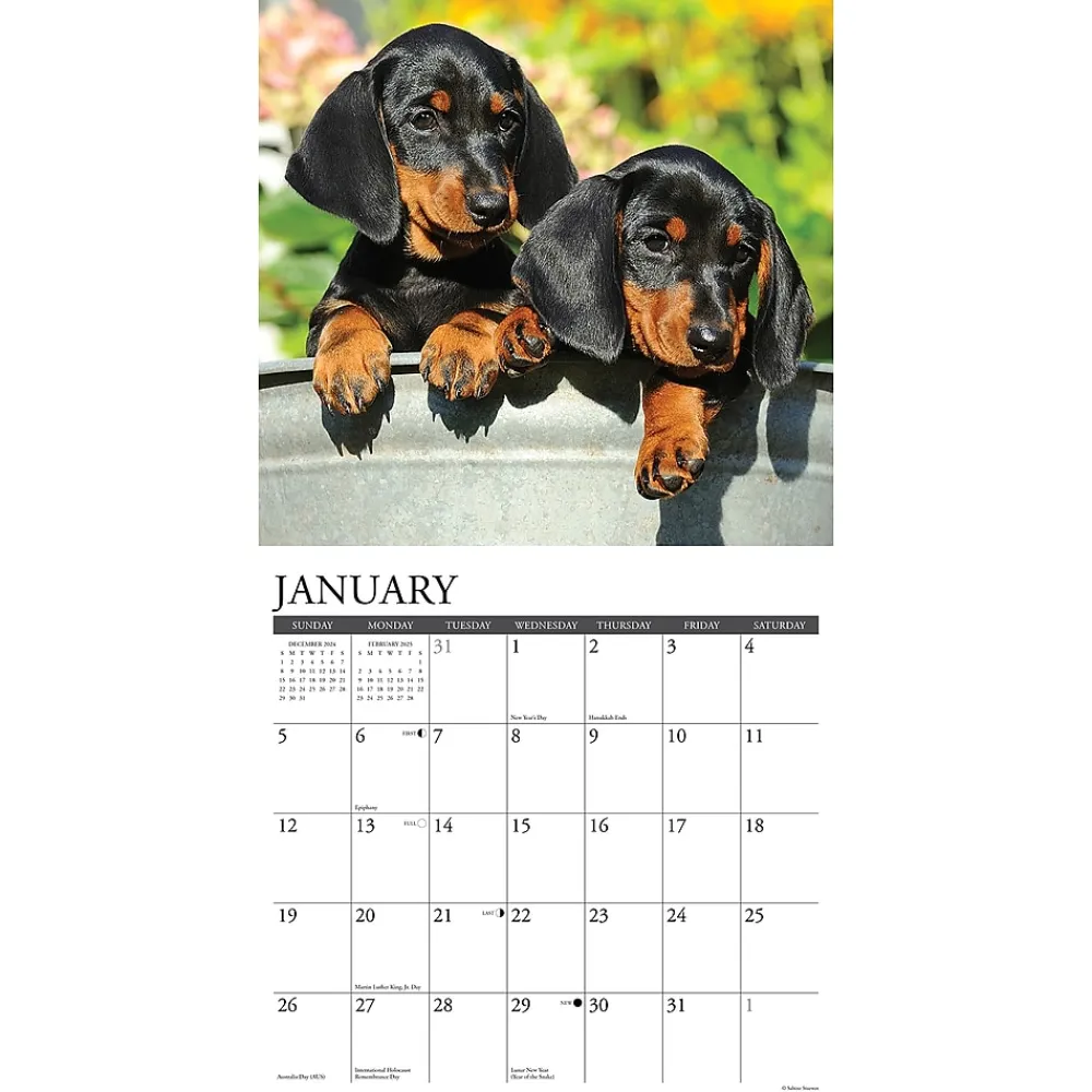 2025 Calendars|Willow Creek 2025 Just Dachshund Puppies 12" x 12" Monthly Wall Calendar (42649)