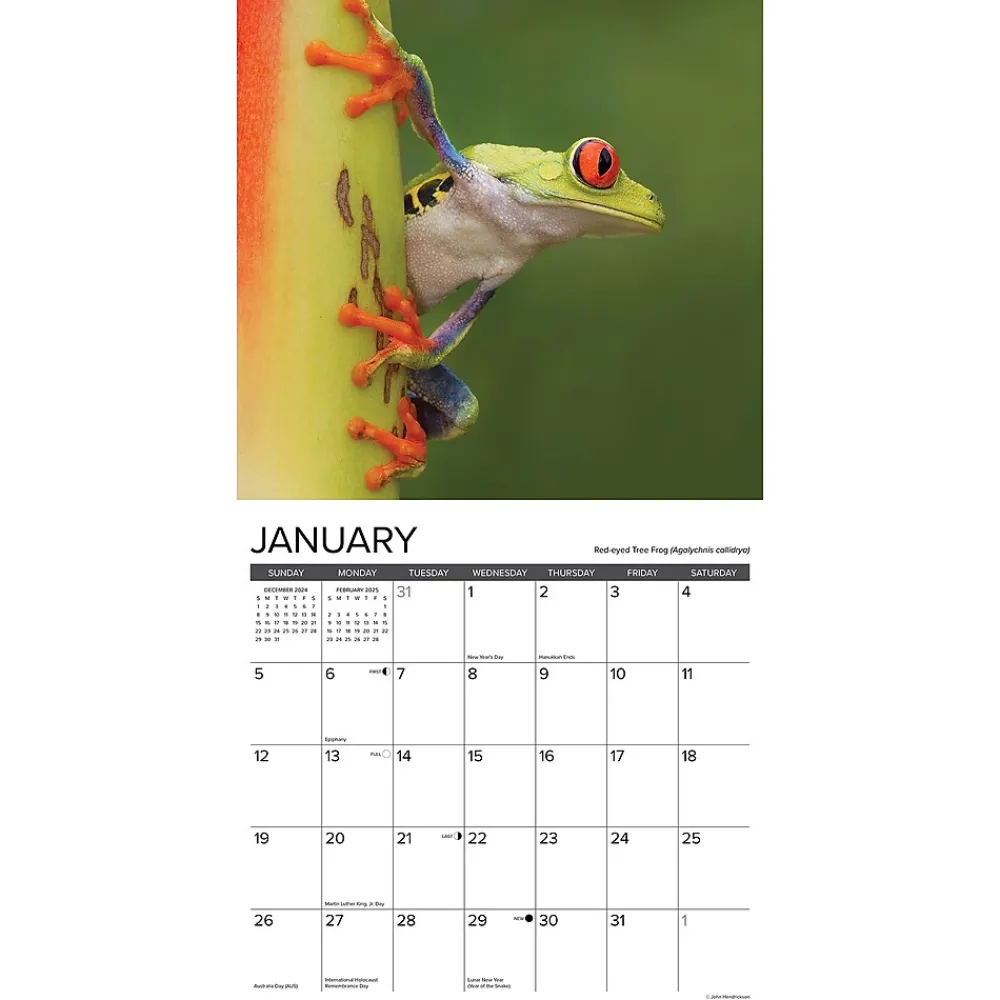 2025 Calendars|Willow Creek 2025 Just Frogs 12" x 12" Monthly Wall Calendar (42977)