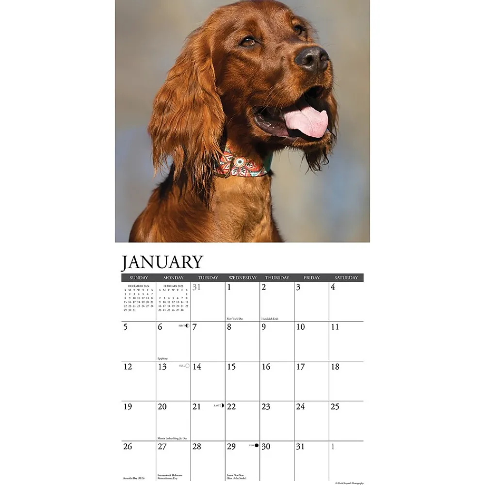 2025 Calendars|Willow Creek 2025 Just Irish Setters 12" x 12" Monthly Wall Calendar (43523)