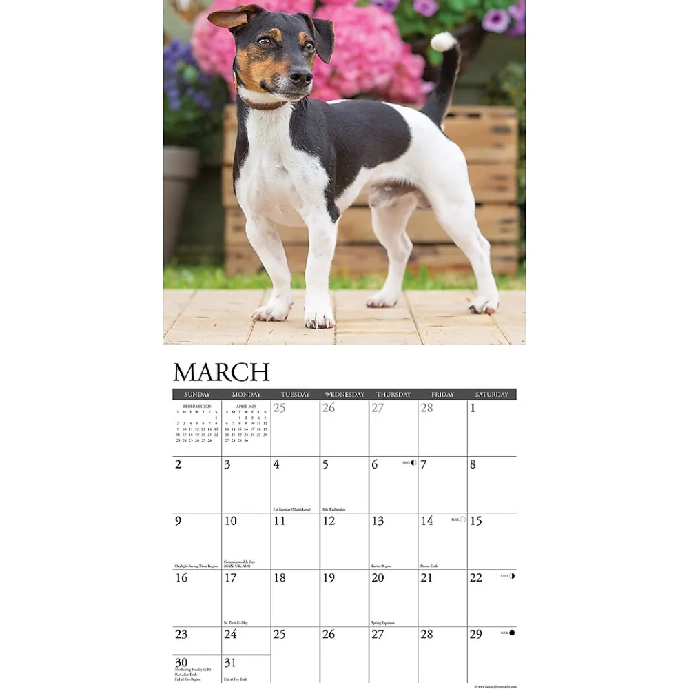 2025 Calendars|Willow Creek 2025 Just Jack Russells 12" x 12" Monthly Wall Calendar (43554)