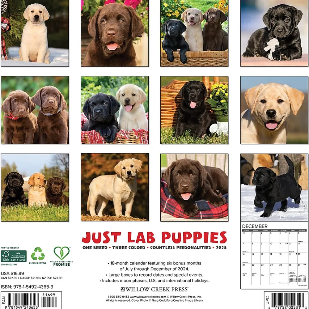 2025 Calendars|Willow Creek 2025 Just Lab Puppies 12" x 12" Monthly Wall Calendar (43653)