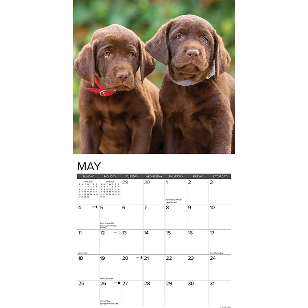 2025 Calendars|Willow Creek 2025 Just Lab Puppies 12" x 12" Monthly Wall Calendar (43653)