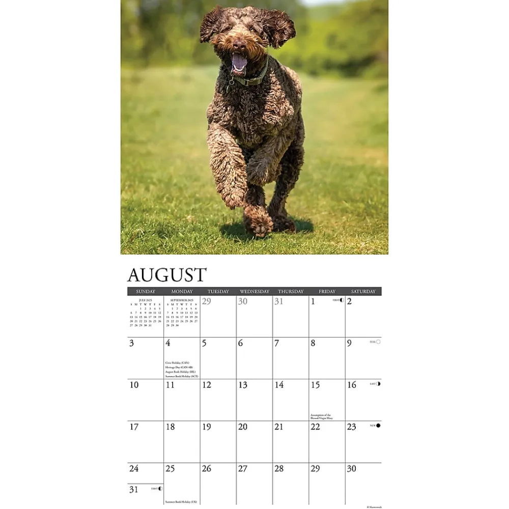 2025 Calendars|Willow Creek 2025 Just Labradoodles 12" x 12" Monthly Wall Calendar (43660)