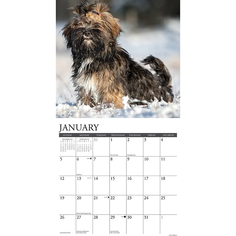 2025 Calendars|Willow Creek 2025 Just Lhasa Apsos 12" x 12" Monthly Wall Calendar (43707)
