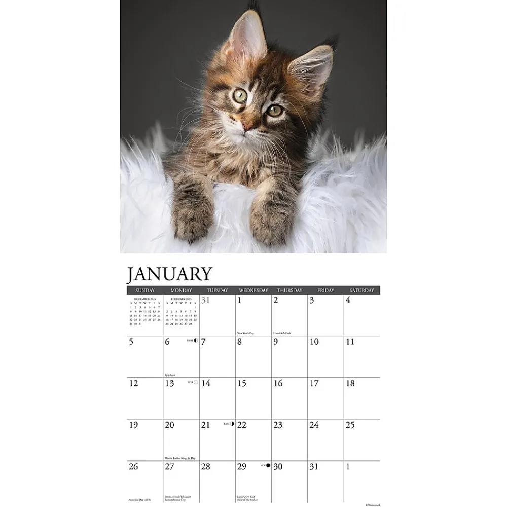 2025 Calendars|Willow Creek 2025 Just Maine Coon Kittens 12" x 12" Monthly Wall Calendar (43820)