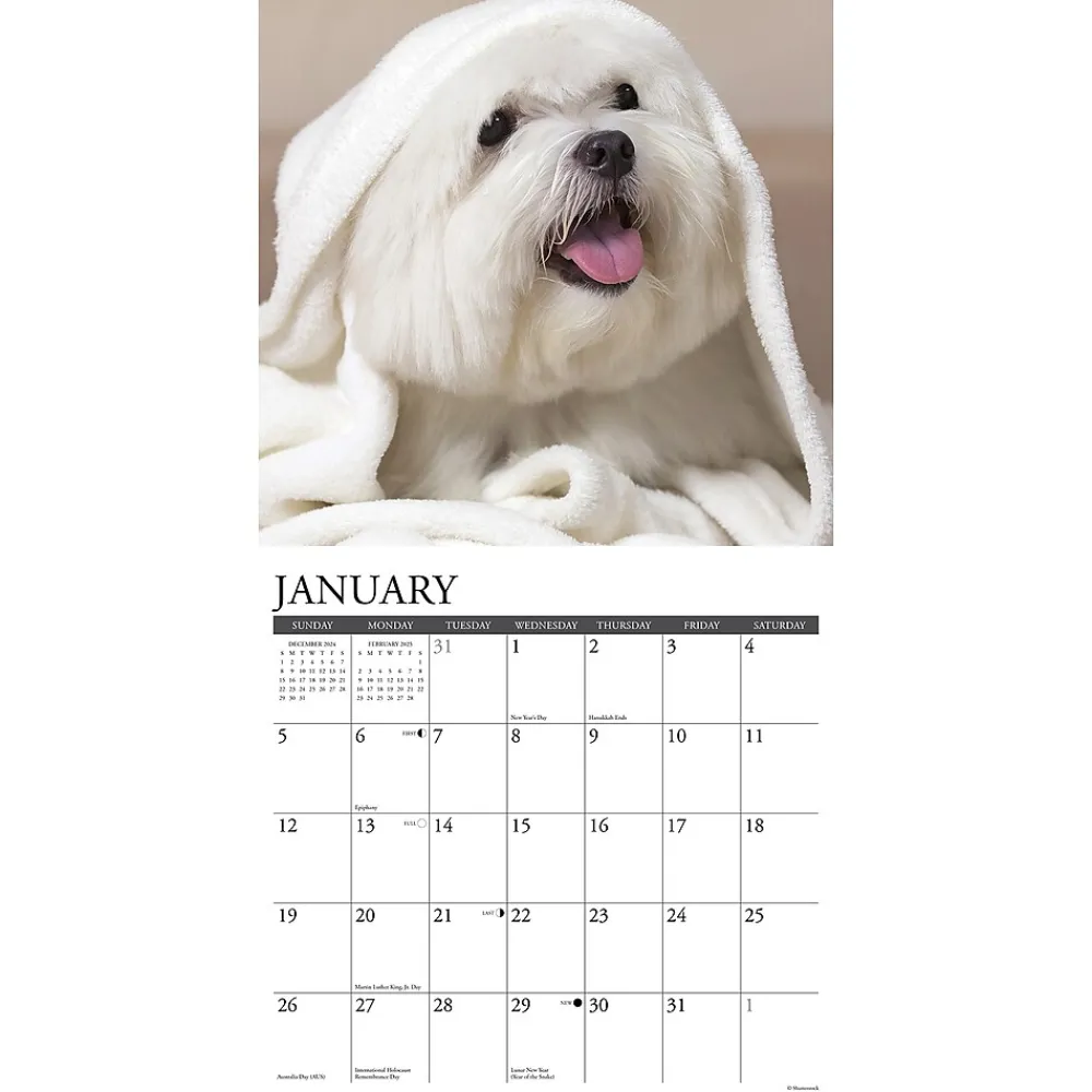 2025 Calendars|Willow Creek 2025 Just Maltese 12" x 12" Monthly Wall Calendar (43844)