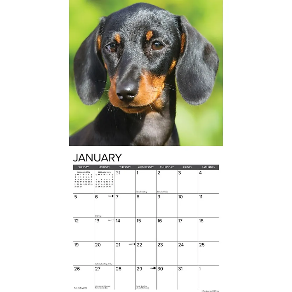 2025 Calendars|Willow Creek 2025 Just Miniature Dachshunds 12" x 12" Monthly Wall Calendar (43912)