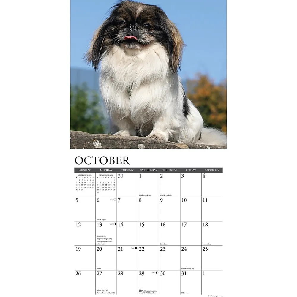 2025 Calendars|Willow Creek 2025 Just Pekingese 12" x 12" Monthly Wall Calendar (44407)