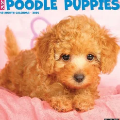 2025 Calendars|Willow Creek 2025 Just Poodle Puppies 12" x 12" Monthly Wall Calendar (44513)