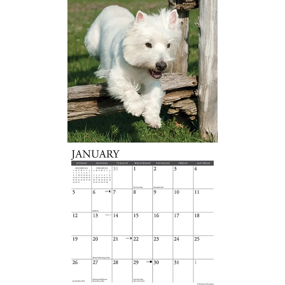 2025 Calendars|Willow Creek 2025 Just Westies 12" x 12" Yearly Wall Calendar (45336)