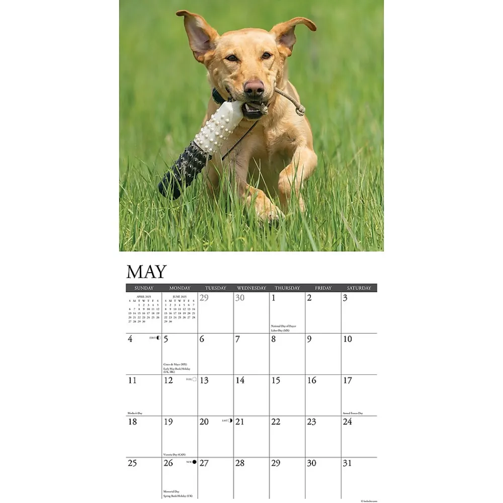 2025 Calendars|Willow Creek 2025 Just Yellow Labs 12" x 12" Monthly Wall Calendar (45534)