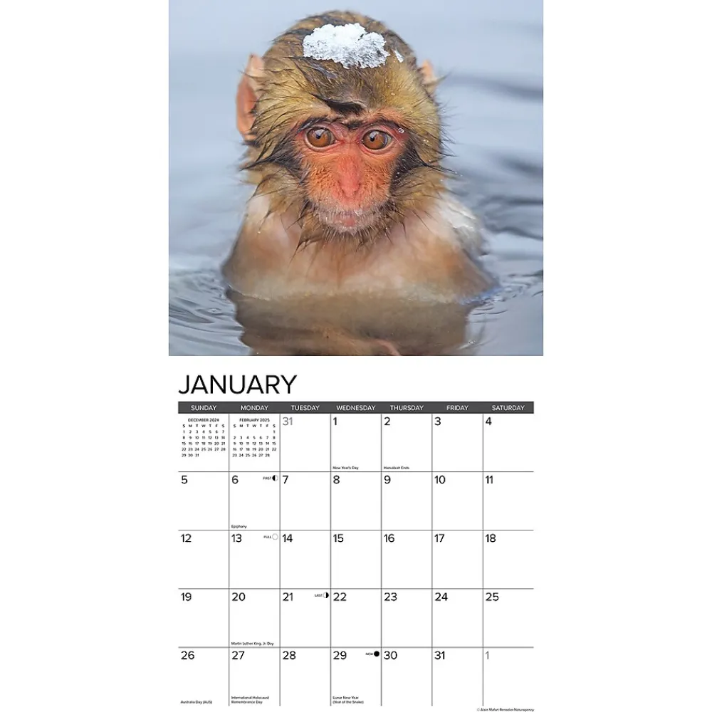2025 Calendars|Willow Creek 2025 Monkey Business 12" x 12" Monthly Wall Calendar (44001)